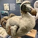 dodo33